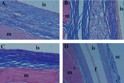 Tissue comparison of four implanted specimen types after four weeks